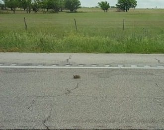 Rescuing Turtles and Other Devine Interruptions